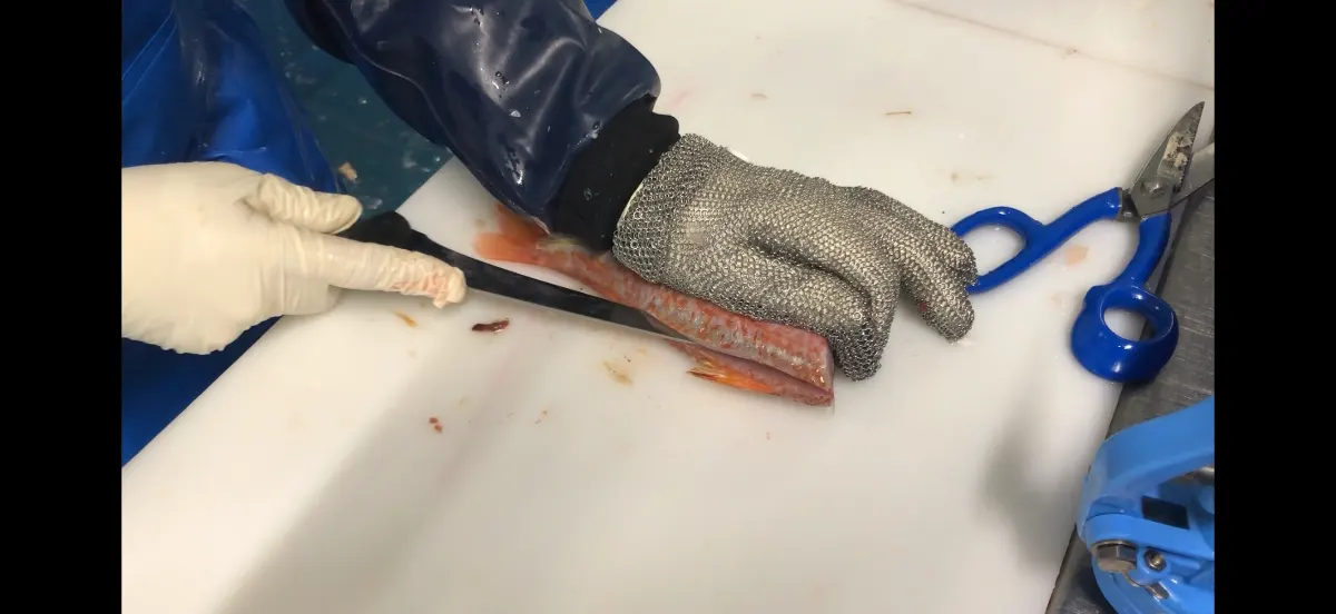 Comment fileter un poisson comme un professionnel ?